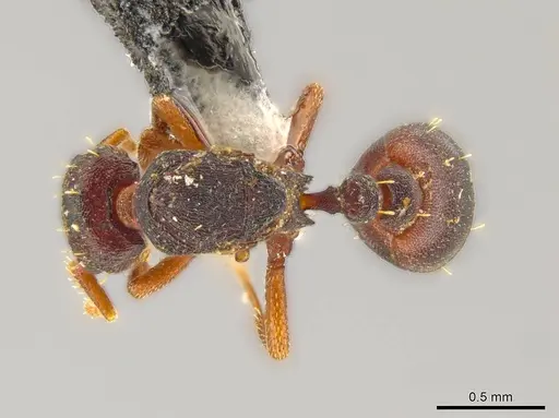 Octostruma excertirugis specimen CASENT0610434 image casent0610434_1