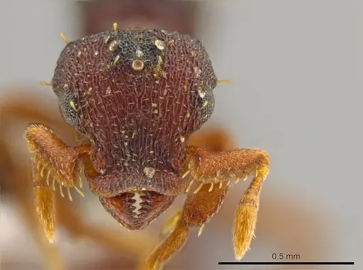 Octostruma excertirugis specimen CASENT0610434 image casent0610434_2