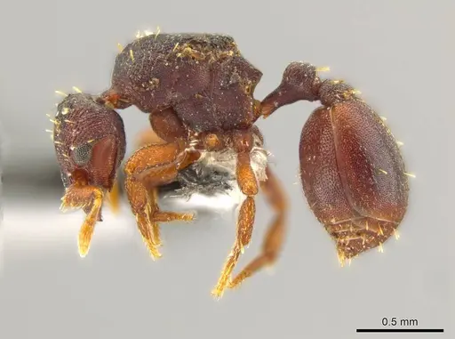 Octostruma excertirugis specimen CASENT0610434 image casent0610434_3