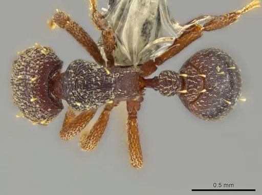 Octostruma excertirugis specimen CASENT0629828 image casent0629828_1