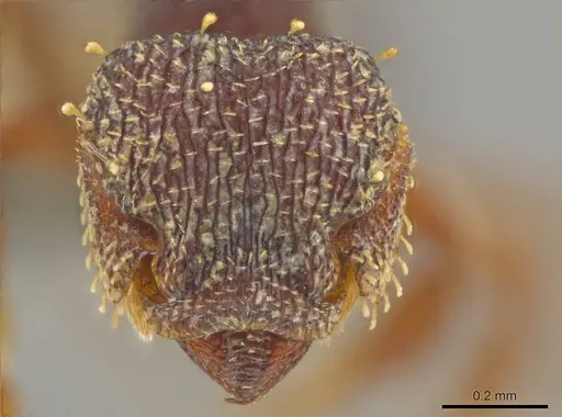 Octostruma excertirugis specimen CASENT0629828 image casent0629828_2