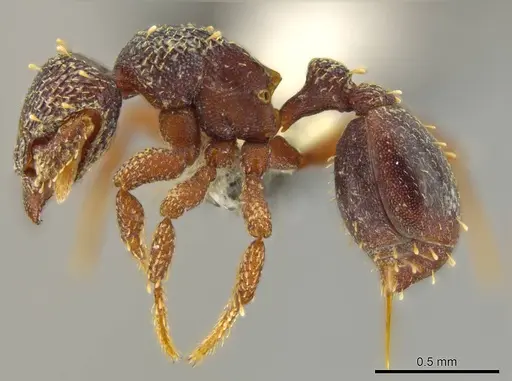 Octostruma excertirugis specimen CASENT0629828 image casent0629828_3