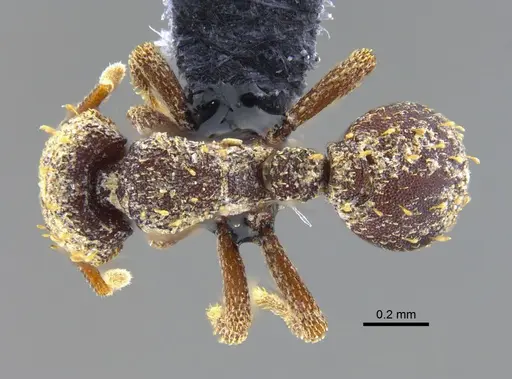 Octostruma excertirugis specimen CBUMAGENT41981 image cbumagent41981_1