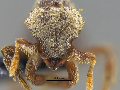 Octostruma excertirugis specimen CBUMAGENT41981 image cbumagent41981_2