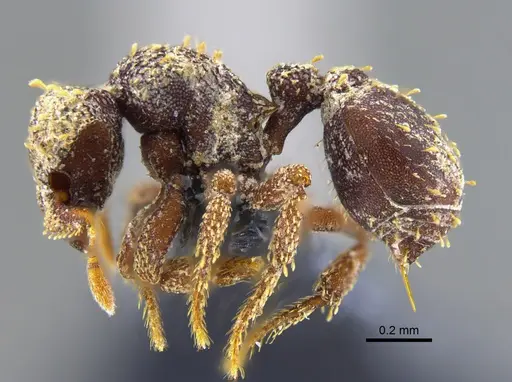 Octostruma excertirugis specimen CBUMAGENT41981 image cbumagent41981_3