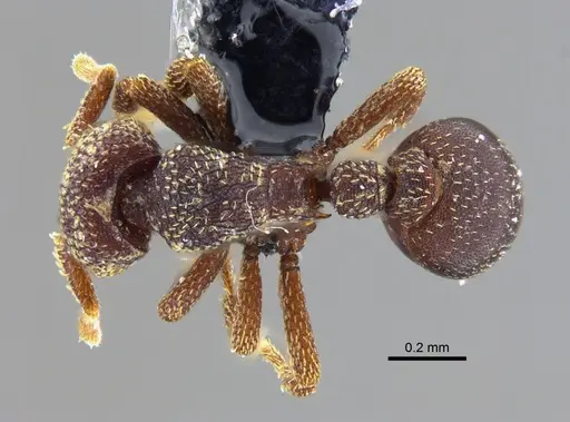 Octostruma excertirugis specimen CBUMAGENT41993 image cbumagent41993_1