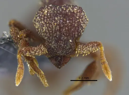 Octostruma excertirugis specimen CBUMAGENT41993 image cbumagent41993_2