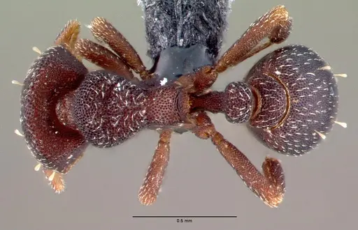 Octostruma gymnogon specimen CASENT0039785 image casent0039785_1