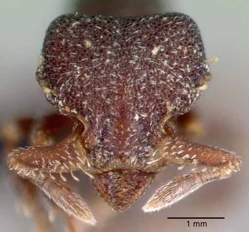 Octostruma gymnogon specimen CASENT0039785 image casent0039785_2