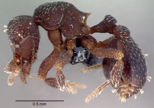 Octostruma gymnogon specimen CASENT0039785 image casent0039785_3