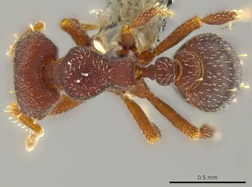 Octostruma gymnogon specimen CASENT0627379 image casent0627379_1