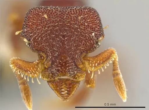 Octostruma gymnogon specimen CASENT0627379 image casent0627379_2