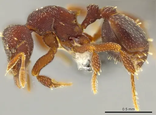 Octostruma gymnogon specimen CASENT0627379 image casent0627379_3