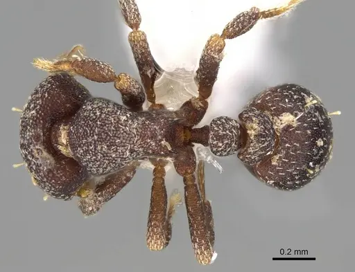Octostruma gymnogon specimen CASENT0914909 image casent0914909_1