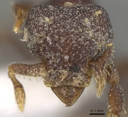 Octostruma gymnogon specimen CASENT0914909 image casent0914909_2