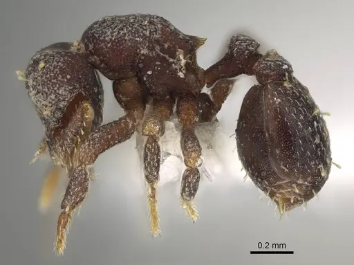 Octostruma gymnogon specimen CASENT0914909 image casent0914909_3