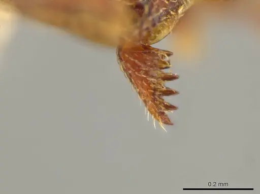 Octostruma gymnosoma specimen CASENT0627366 image casent0627366_1