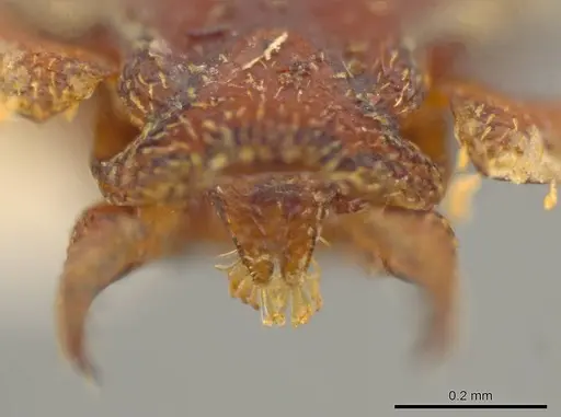 Octostruma gymnosoma specimen CASENT0627366 image casent0627366_2