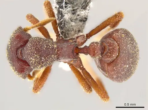 Octostruma gymnosoma specimen JTLC000015356 image jtlc000015356_1