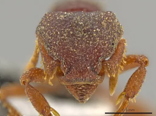 Octostruma gymnosoma specimen JTLC000015356 image jtlc000015356_2