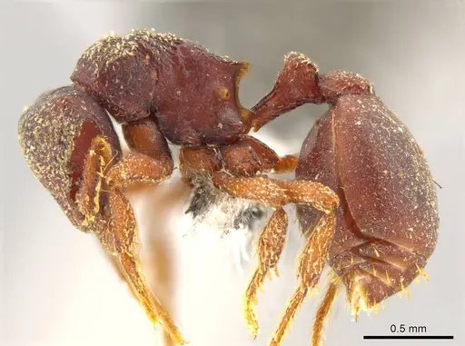 Octostruma gymnosoma specimen JTLC000015356 image jtlc000015356_3