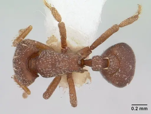 Octostruma iheringi specimen CASENT0178002 image casent0178002_1