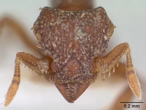 Octostruma iheringi specimen CASENT0178002 image casent0178002_2
