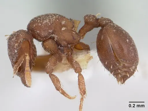 Octostruma iheringi specimen CASENT0178002 image casent0178002_3