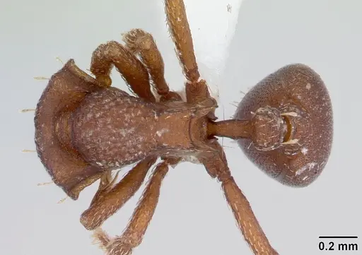 Octostruma iheringi specimen CASENT0178700 image casent0178700_1
