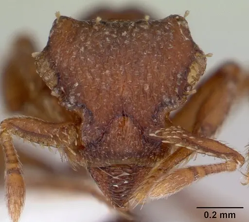 Octostruma iheringi specimen CASENT0178700 image casent0178700_2