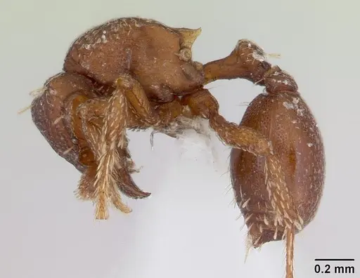 Octostruma iheringi specimen CASENT0178700 image casent0178700_3