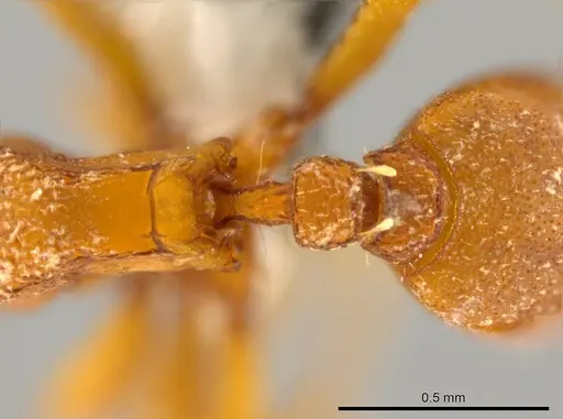 Octostruma iheringi specimen CASENT0627354 image casent0627354_1
