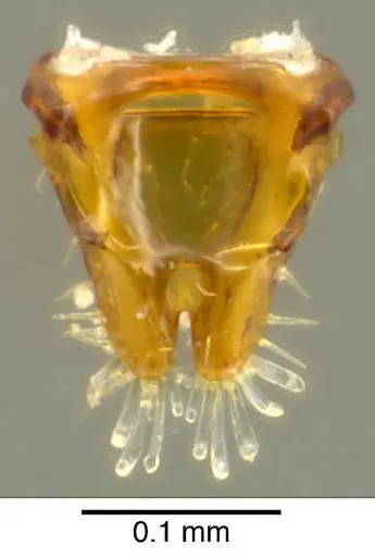 Octostruma iheringi specimen CASENT0627354 image casent0627354_2