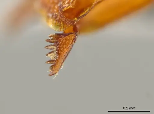 Octostruma iheringi specimen CASENT0627354 image casent0627354_3