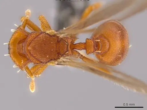 Octostruma iheringi specimen CASENT0639172 image casent0639172_1