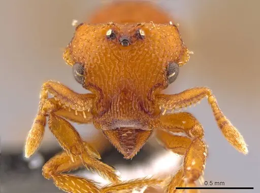 Octostruma iheringi specimen CASENT0639172 image casent0639172_2