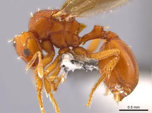 Octostruma iheringi specimen CASENT0639172 image casent0639172_3