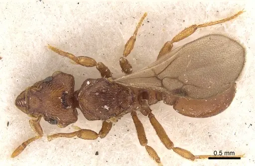 Octostruma iheringi specimen CASENT0900927 image casent0900927_1