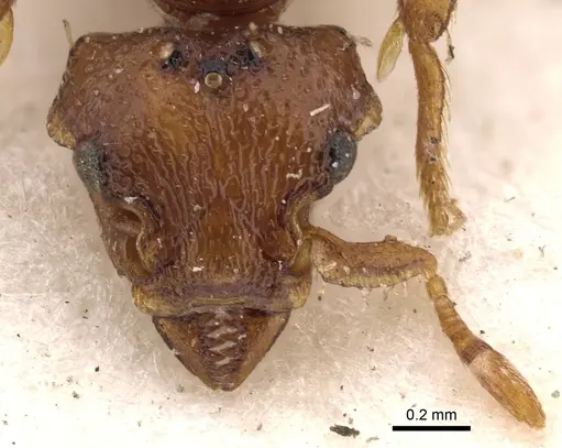 Octostruma iheringi specimen CASENT0900927 image casent0900927_2