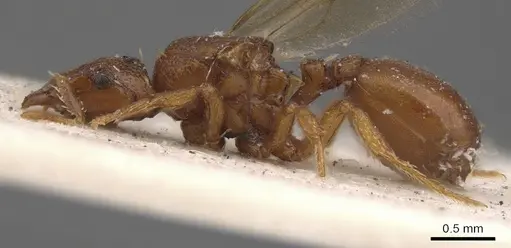 Octostruma iheringi specimen CASENT0900927 image casent0900927_3