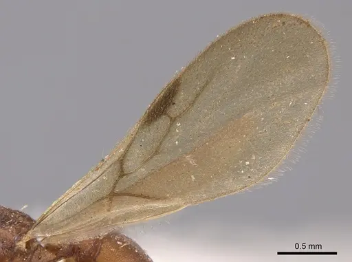 Octostruma iheringi specimen CASENT0900927 image casent0900927_4