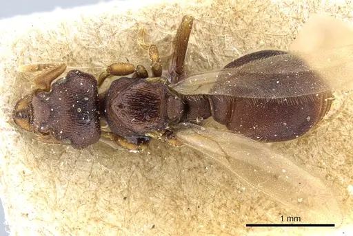 Octostruma iheringi specimen CASENT0904966 image casent0904966_1