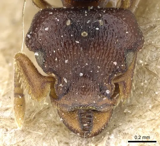 Octostruma iheringi specimen CASENT0904966 image casent0904966_2