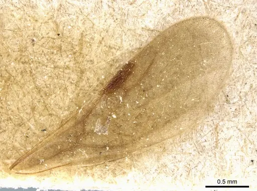 Octostruma iheringi specimen CASENT0904966 image casent0904966_4