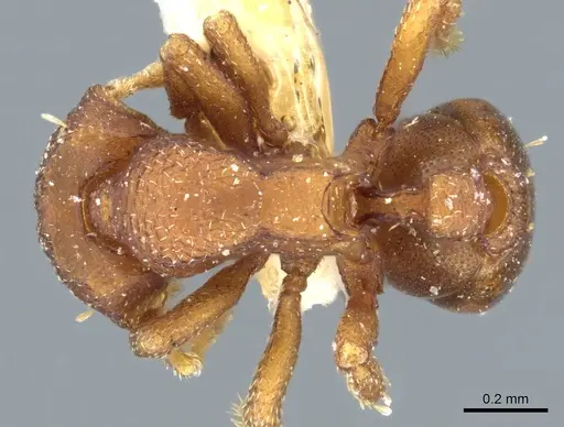Octostruma iheringi specimen CASENT0904967 image casent0904967_1