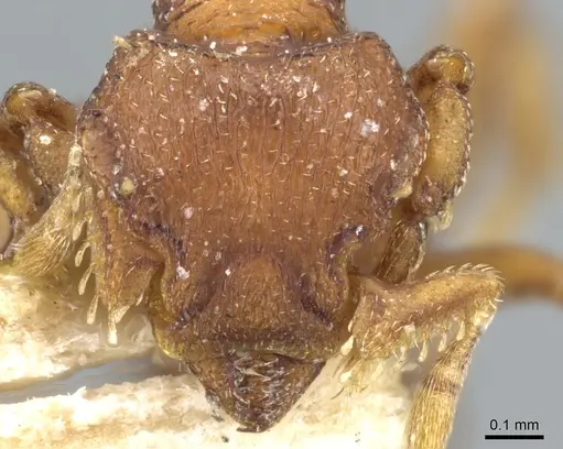 Octostruma iheringi specimen CASENT0904967 image casent0904967_2