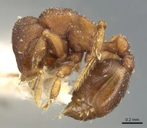 Octostruma iheringi specimen CASENT0904967 image casent0904967_3