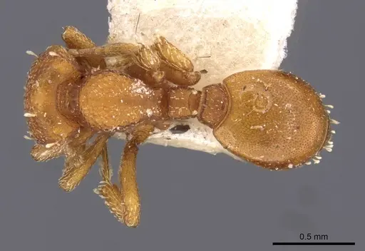 Octostruma iheringi specimen CASENT0909345 image casent0909345_1
