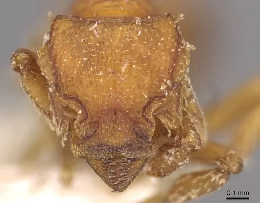 Octostruma iheringi specimen CASENT0909345 image casent0909345_2