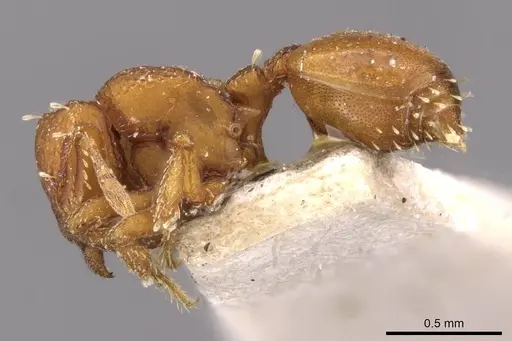Octostruma iheringi specimen CASENT0909345 image casent0909345_3